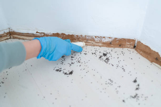 Best Affordable Pest Control Services  in Alexander, AR