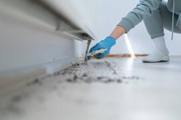 Best Flea Control Services  in Alexander, AR